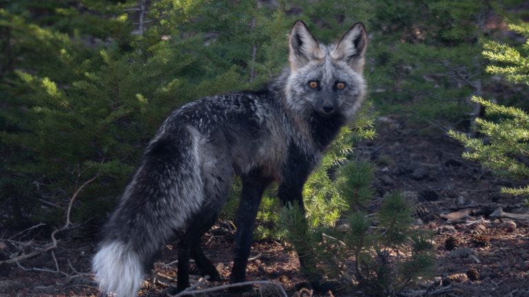 Image Credit: (c) David Willingham, some rights reserved (CC BY) - CC BY 4.0/Wiki Commons