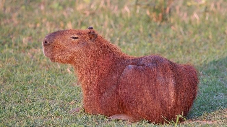 Image Credit: Charles J. Sharp - CC BY-SA 4.0/Wiki Commons