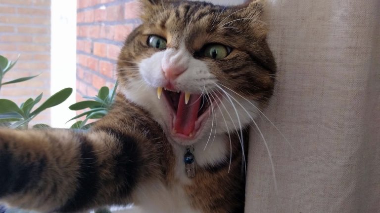 Image Credit: Jvanree - CC0/Wiki Commons