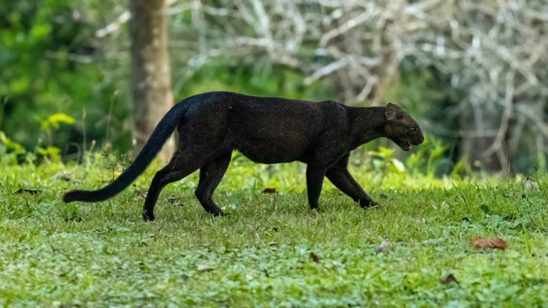 Image Credit: thibaudaronson - CC BY-SA 4.0/Wiki Commons