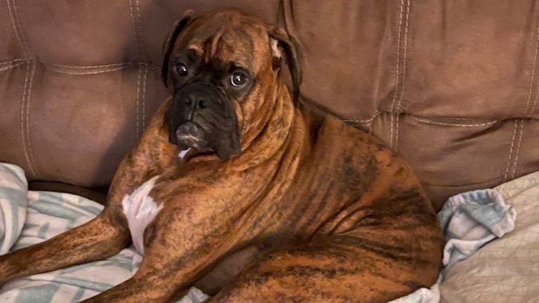 Image Credit: Obamabbba - CC BY-SA 4.0/Wiki Commons