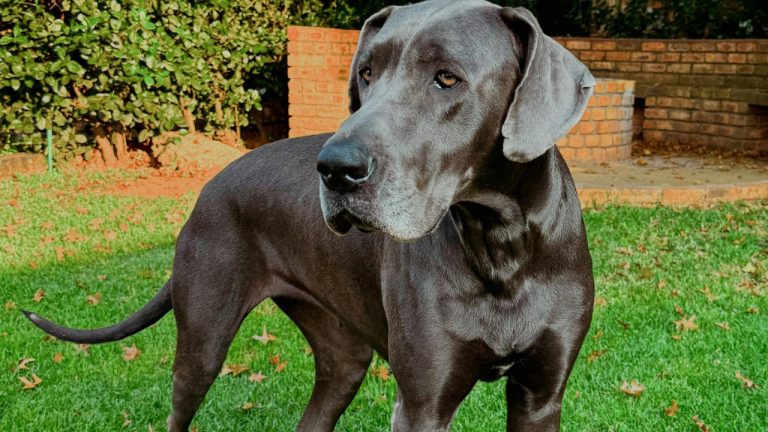 Philippe Alamazani/Pexels