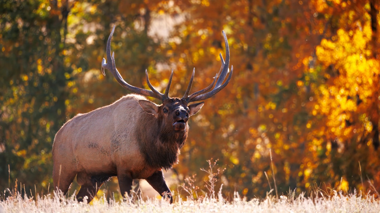 Steve Burcham/Pexels