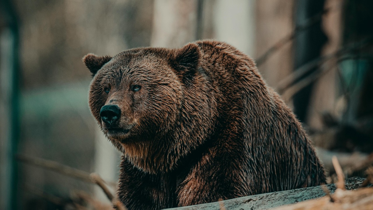 Janko Ferlic/Pexels