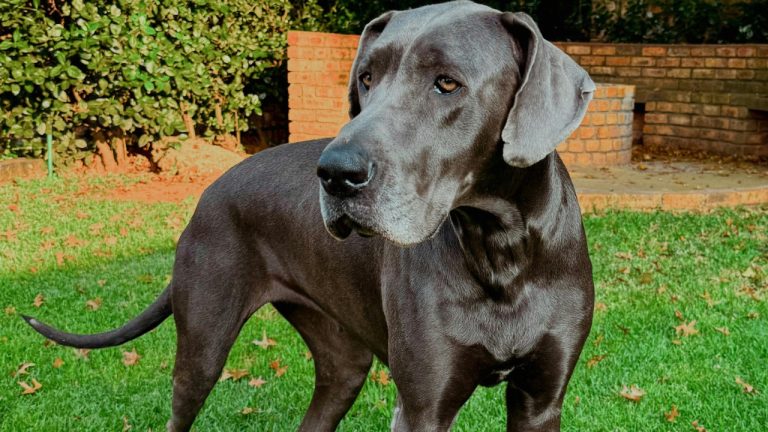 Philippe Alamazani/Pexels