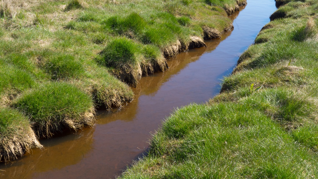 Image Credit: W.carter - Public domain/Wiki Commons