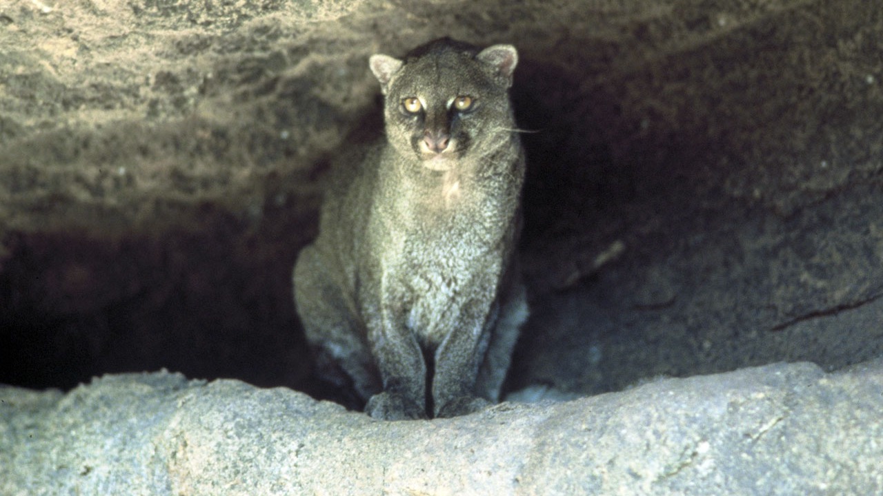 Image Credit: Halvorsen, Gary - Public domain/Wiki Commons