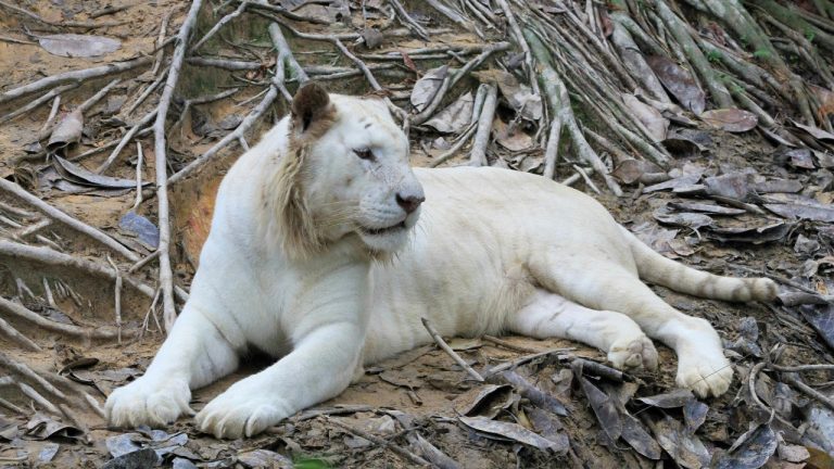 Mehmet Turgut Kirkgoz/Pexels