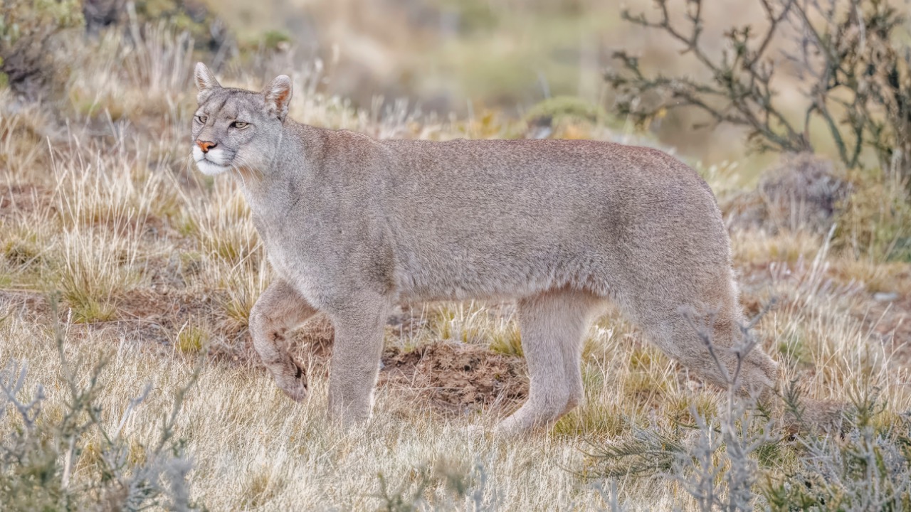 Image Credit: Charles J. Sharp - CC BY-SA 4.0/Wiki Commons