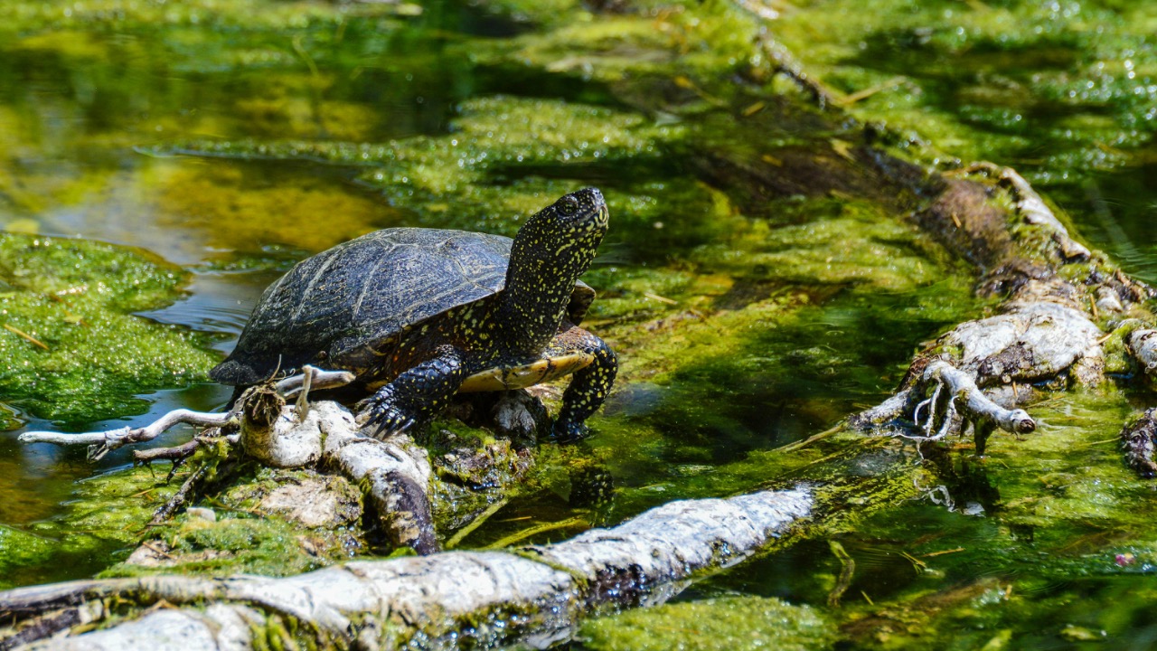 Onkel Ramirez/Pexels