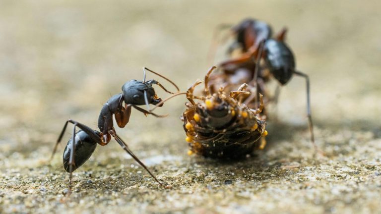 Pragyan Bezbaruah/Pexels