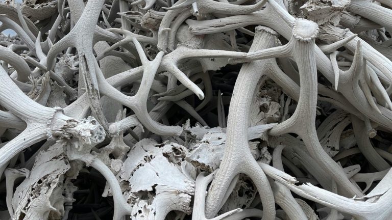 Maryann Preisinger/Pexels