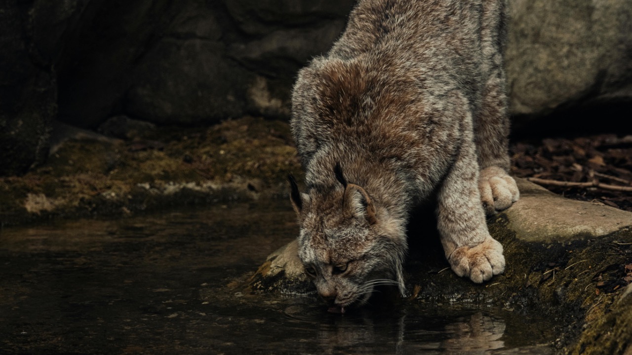 Caleb Falkenhagen/Pexels