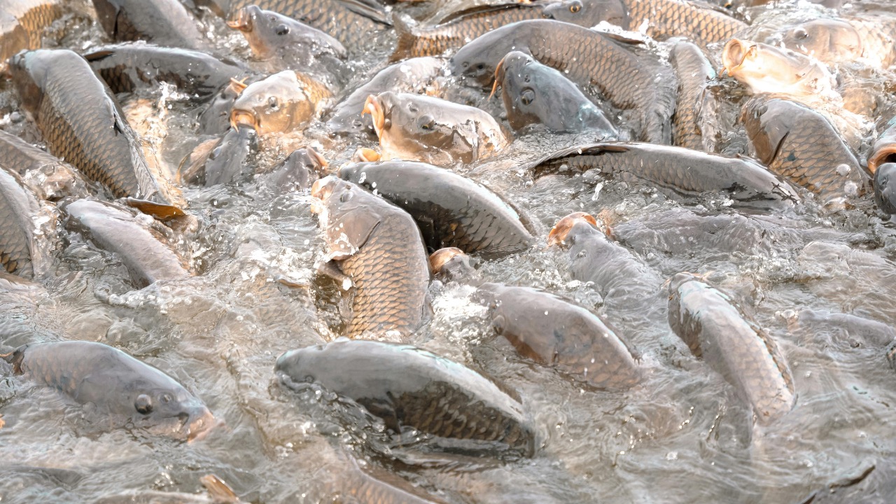 Megs Harrison/Pexels