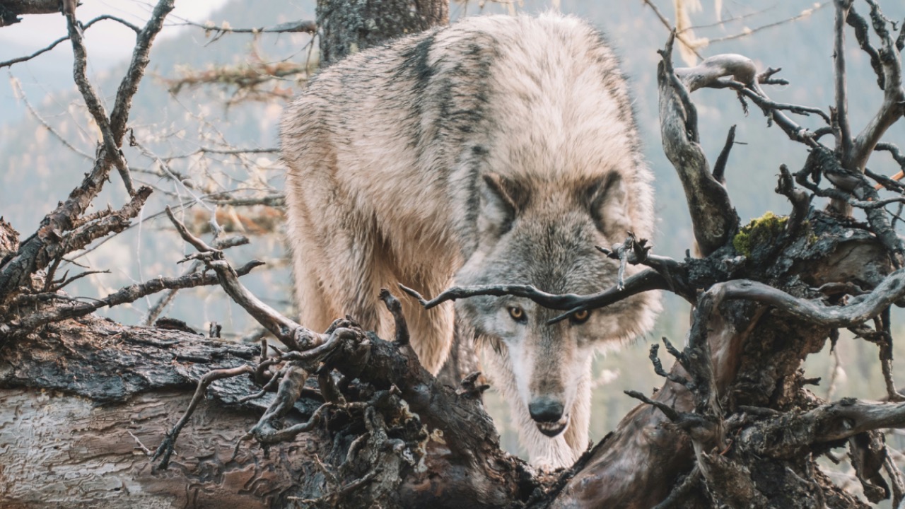 blreak14/Unsplash