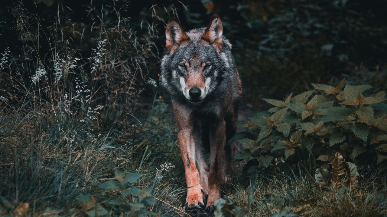 djulien/Unsplash