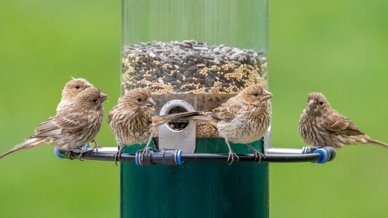 Mohan Nannapaneni/Pexels