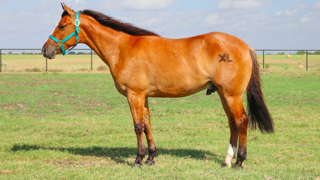 Image Credit: Betty Wills (Atsme) - CC BY-SA 4.0/Wiki Commons