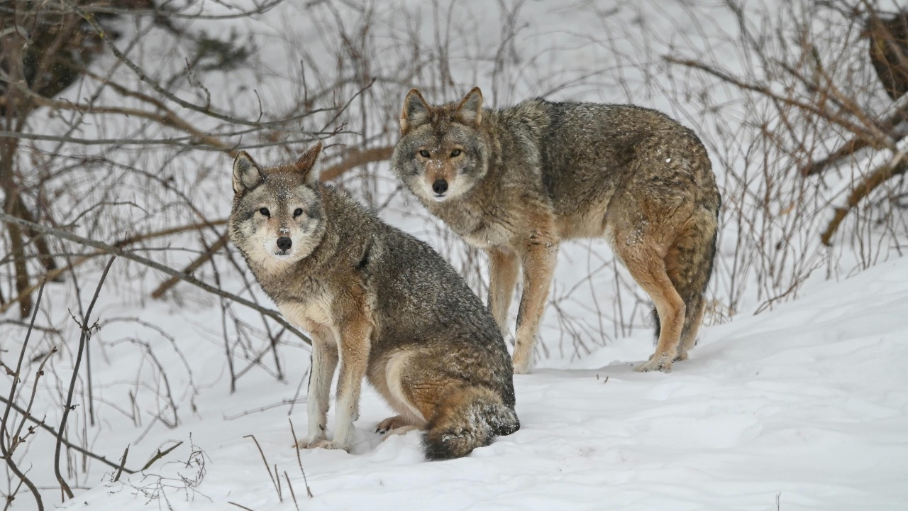 Anne-Marie Gionet-Lavoie/Pexels