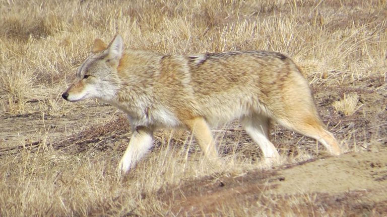 Image Credit: nature80020 - CC BY 2.0/Wiki Commons