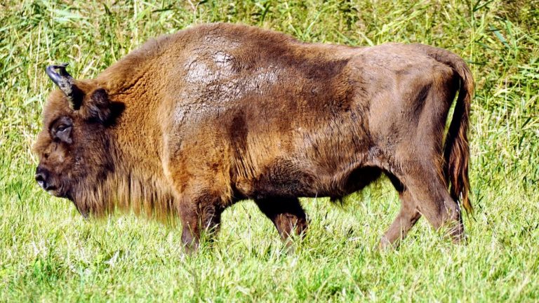 Flevo Birdwatching/Pexels