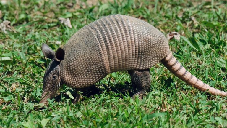 A. G. Rosales/Pexels