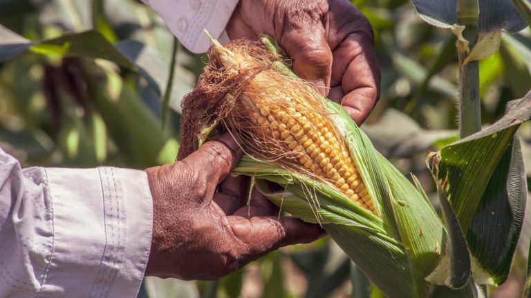 FRANK MERIÑO/Pexels