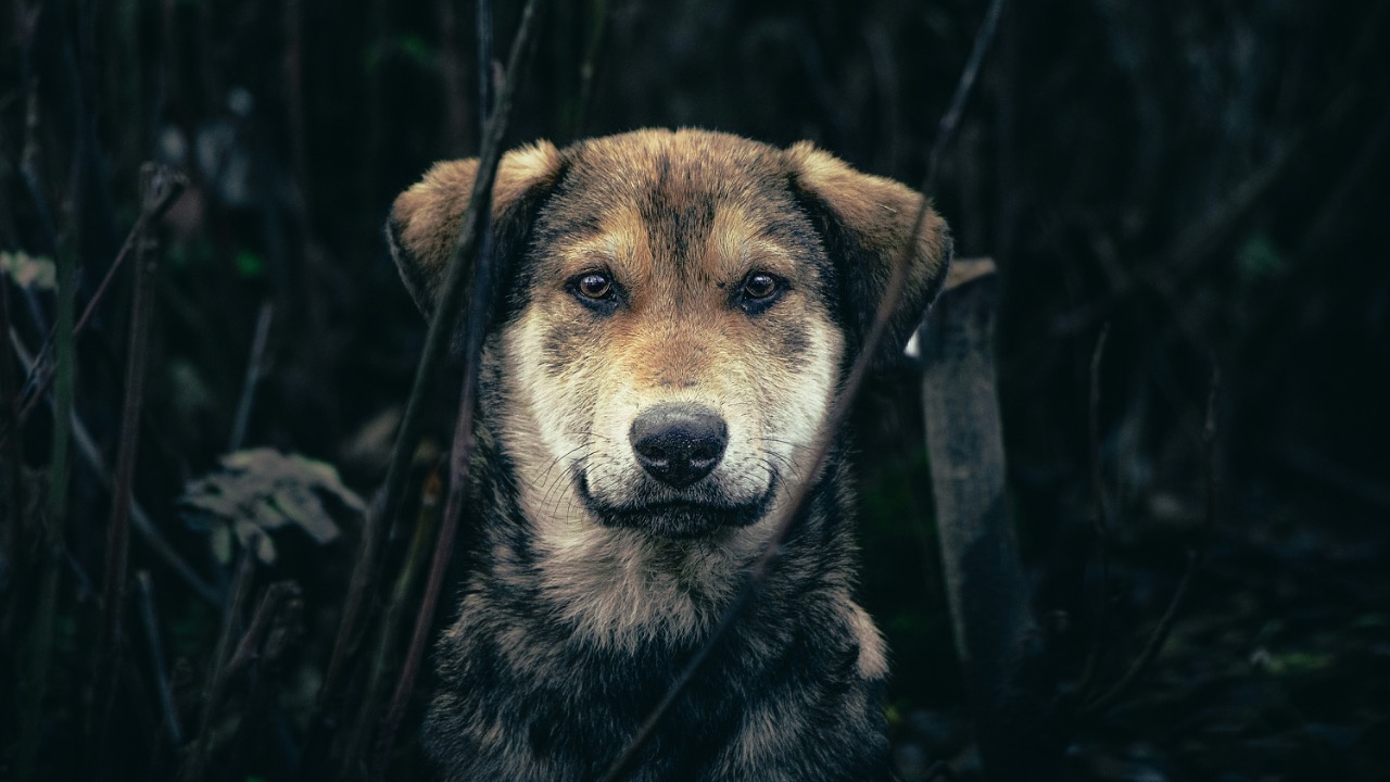 mahdibafande/Unsplash