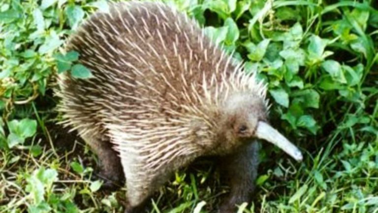 Image Credit: User:Jaganath - CC BY-SA 3.0/Wiki Commons