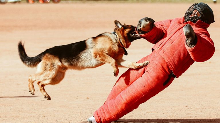 manu mangalassery/Pexels