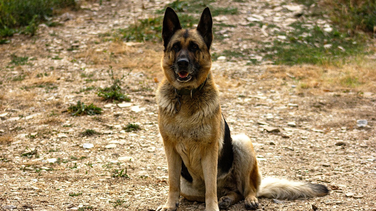 Denitsa Kireva/Pexels