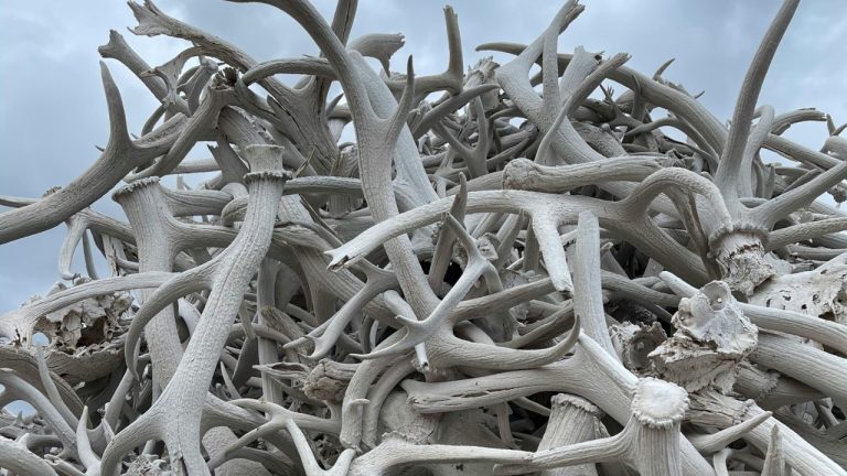 Maryann Preisinger/Pexels