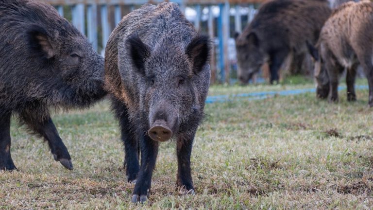 Doğan Alpaslan Demir/Pexels