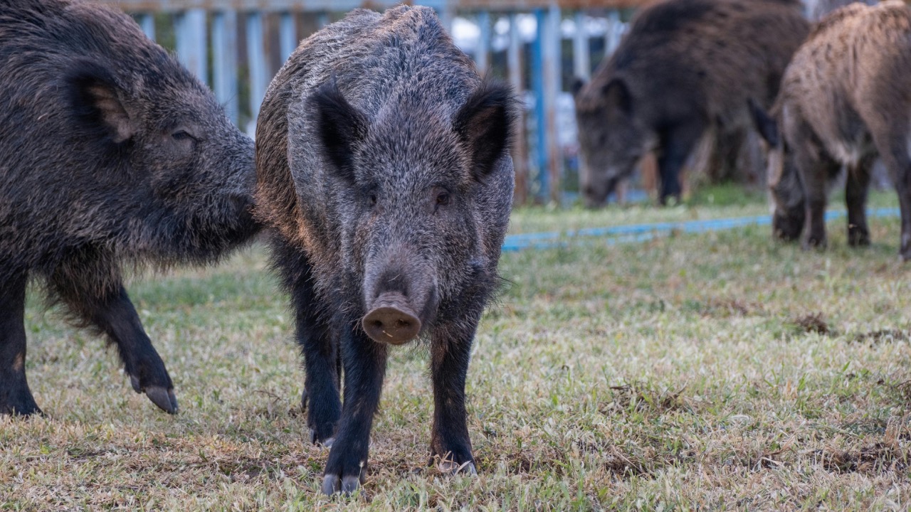 Doğan Alpaslan Demir/Pexels