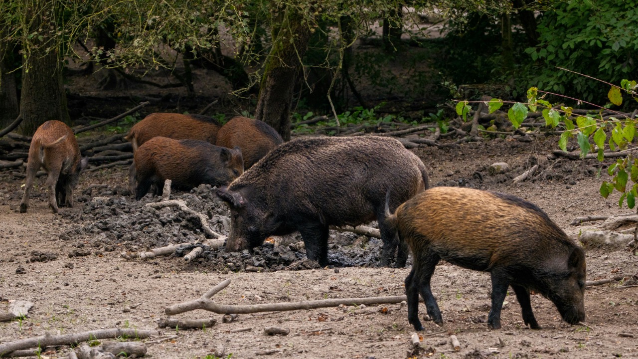 haberdoedas/Unsplash