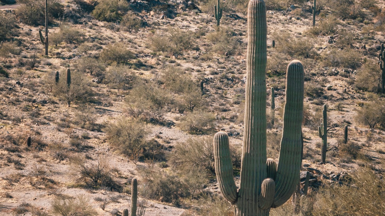 Justin Nealey/Pexels