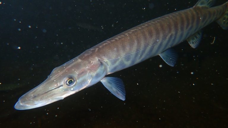 Image Credit: USFWS Mountain Prairie - Public domain/Wiki Commons