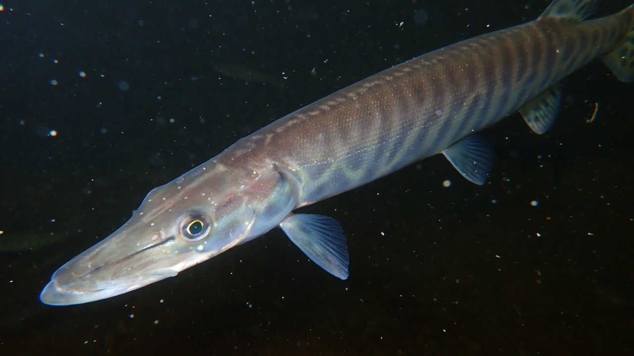 Image Credit: USFWS Mountain Prairie - Public domain/Wiki Commons