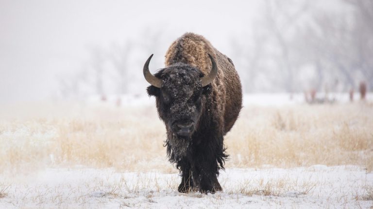 Elijah Pilchard/Pexels