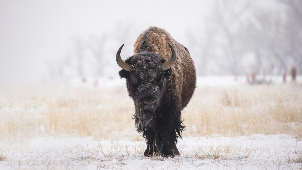 Elijah Pilchard/Pexels