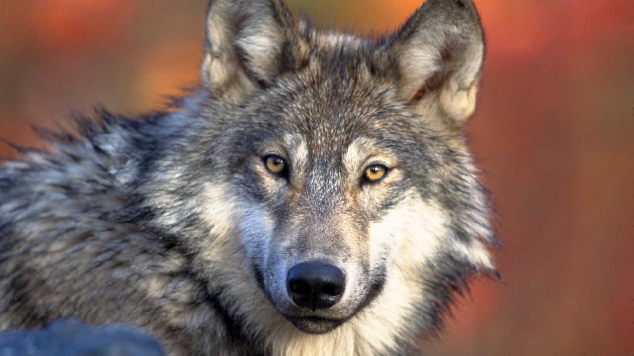 Image Credit: Gary Kramer - Public domain/Wiki Commons