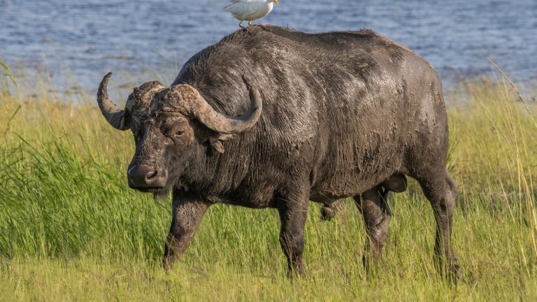 Image Credit: Charles J. Sharp - CC BY-SA 4.0/Wiki Commons