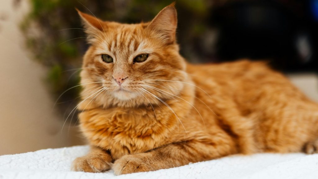 Ludovic Delot/Pexels