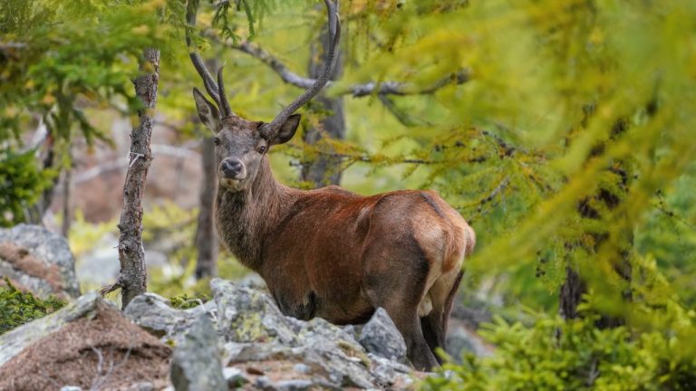 Image Credit: Giles Laurent - CC BY-SA 4.0/Wiki Commons