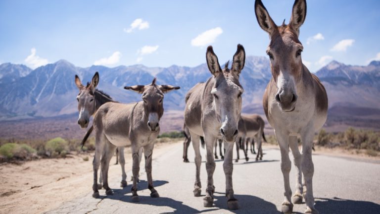 Image Credit: Bishopvisitor - CC BY-SA 4.0/Wiki Commons