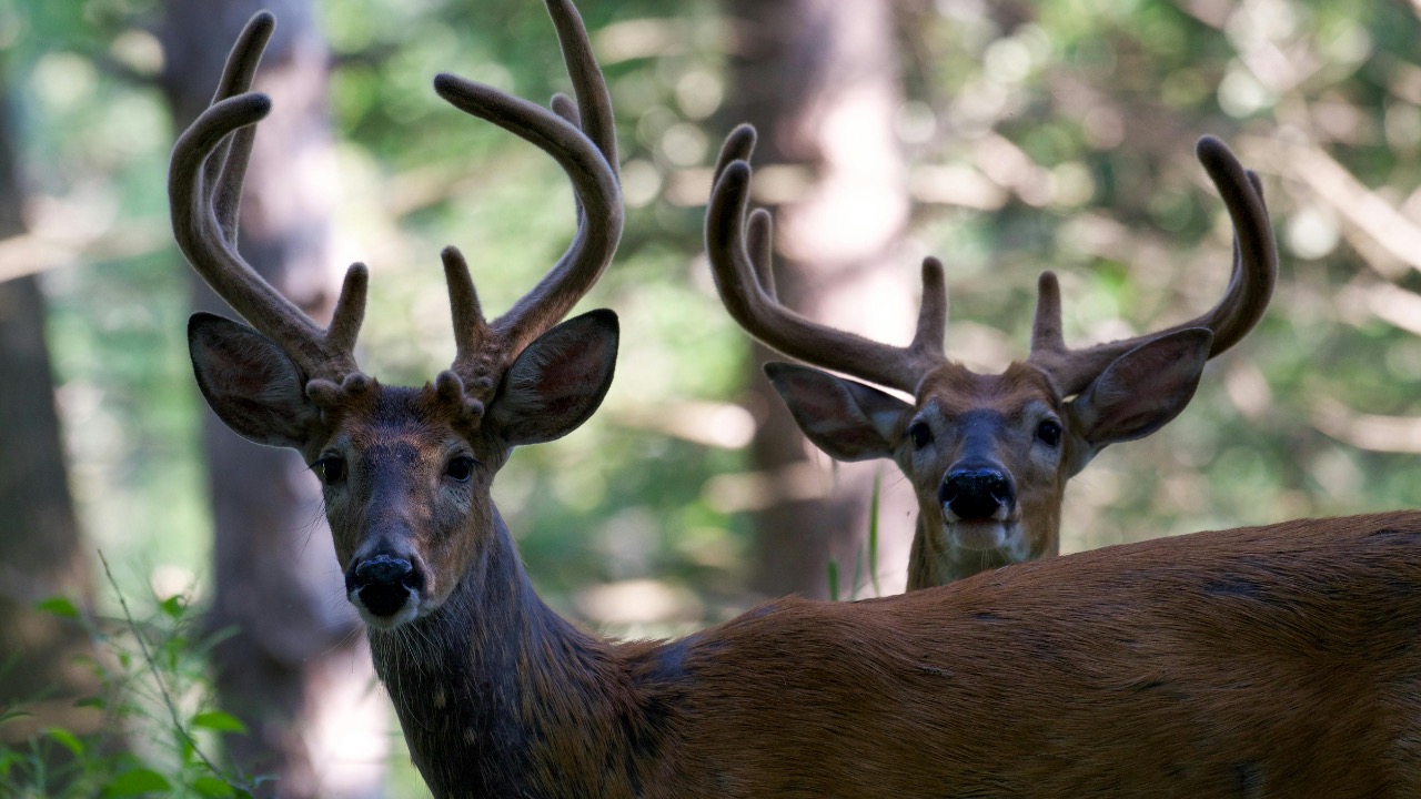 Andrew Patrick Photo/Pexels