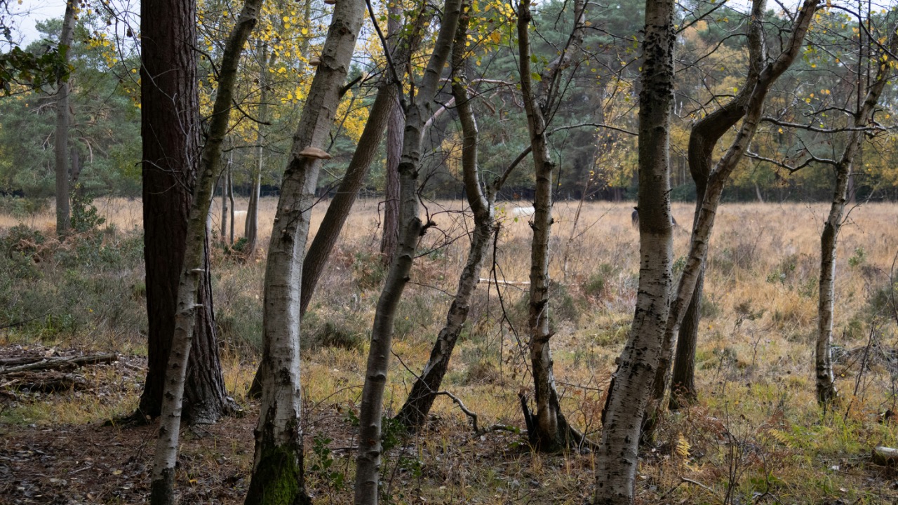 tanyabarrow/Unsplash