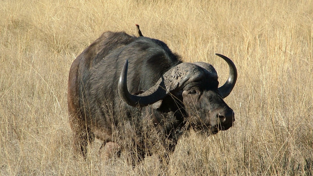 Image Credit: Paul M Rae - CC BY 2.5/Wiki Commons