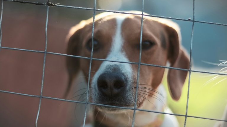 dcanadianphotographer/Unsplash