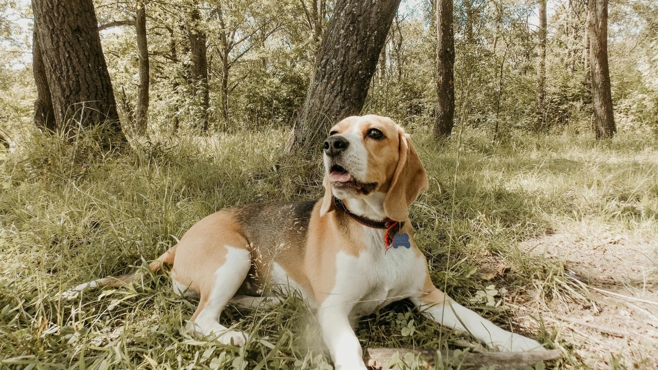 Владимир  Высоцкий/Pexels